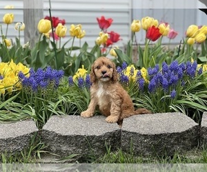 Cavapoo (Miniature) Puppy for sale in DUNDEE, OH, USA
