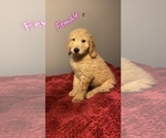 Small Photo #10 Goldendoodle Puppy For Sale in NORTH VERNON, IN, USA