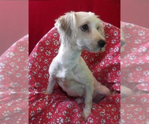 Morkie Puppy for sale in PATERSON, NJ, USA