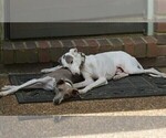 Small Photo #1 Italian Greyhound Puppy For Sale in NESBIT, MS, USA