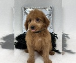 Small Photo #10 Goldendoodle (Miniature) Puppy For Sale in BULLARD, TX, USA