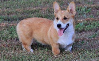 Father of the Pembroke Welsh Corgi puppies born on 03/21/2018