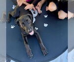 Small #6 Labrador Retriever Mix