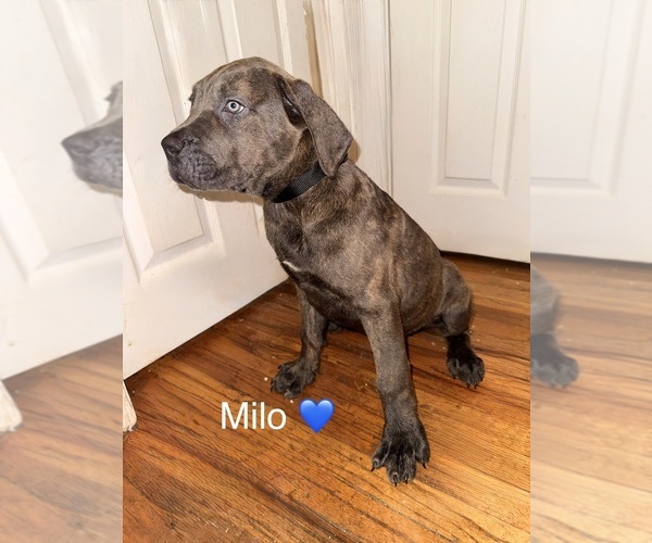 Medium Photo #1 Cane Corso Puppy For Sale in PHILADELPHIA, PA, USA