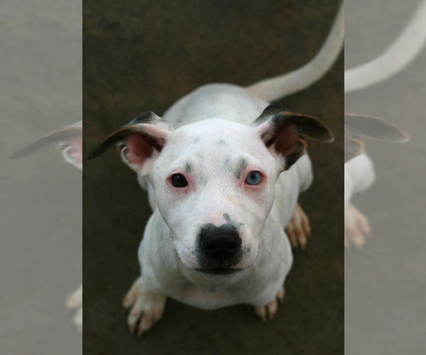 Medium Photo #12 Dalmatian-Labrador Retriever Mix Puppy For Sale in Attalka, AL, USA