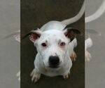 Small #11 Dalmatian-Labrador Retriever Mix