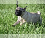 Small #7 Pug