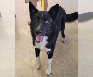 Border Collie-Siberian Husky Mix Dogs for adoption in Highland, IL, USA