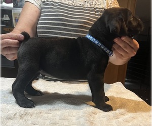 Cane Corso Puppy for sale in GIG HARBOR, WA, USA