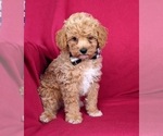 Small Photo #2 Poodle (Miniature) Puppy For Sale in HOLTWOOD, PA, USA