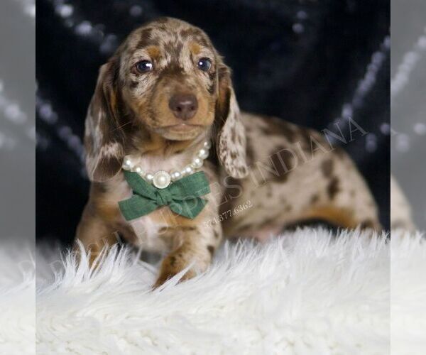 Medium Photo #4 Dachshund Puppy For Sale in WARSAW, IN, USA