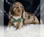 Small #3 Dachshund