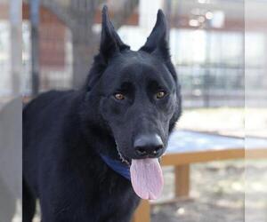 German Shepherd Dog-Unknown Mix Dogs for adoption in San Antonio, TX, USA