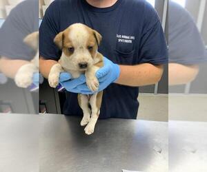 Texas Heeler-Unknown Mix Dogs for adoption in Visalia, CA, USA
