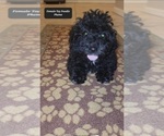 Small #2 Poodle (Toy)