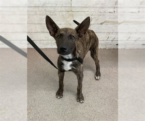 Holland Shepherd-Unknown Mix Dogs for adoption in San Bernardino, CA, USA