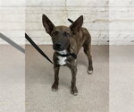 Small Holland Shepherd Mix