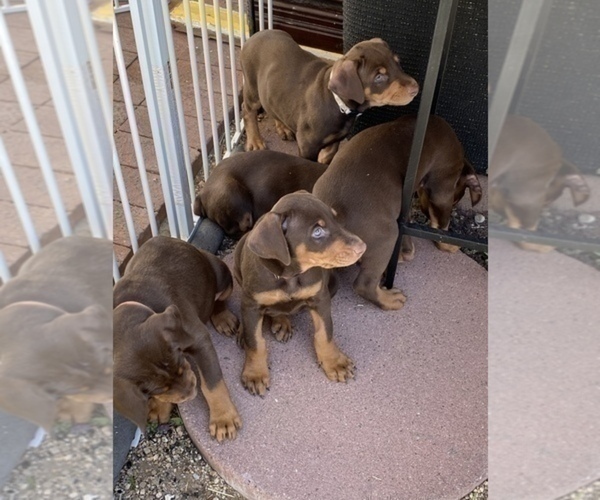 Medium Photo #2 Doberman Pinscher Puppy For Sale in BUCKEYE, AZ, USA