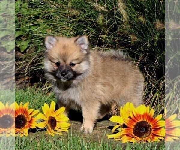 Medium Photo #4 Pomeranian Puppy For Sale in PARADISE, PA, USA