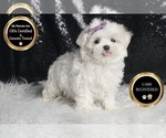 Puppy Bella UABR Maltese