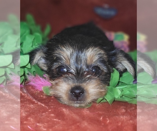 Medium Photo #56 Yorkshire Terrier Puppy For Sale in AKRON, OH, USA