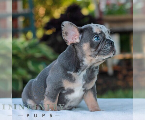 Medium Photo #2 French Bulldog Puppy For Sale in LITITZ, PA, USA