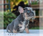 Small #1 French Bulldog