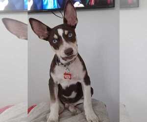 Rat Terrier-Unknown Mix Dogs for adoption in Escondido, CA, USA