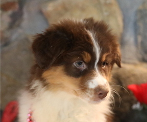 Australian Shepherd Puppy for Sale in WESTFIELD, Massachusetts USA