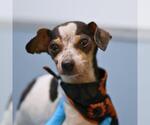 PINTO - Male Chihuahua-Unknown Mix Dog for Adoption - Small photo