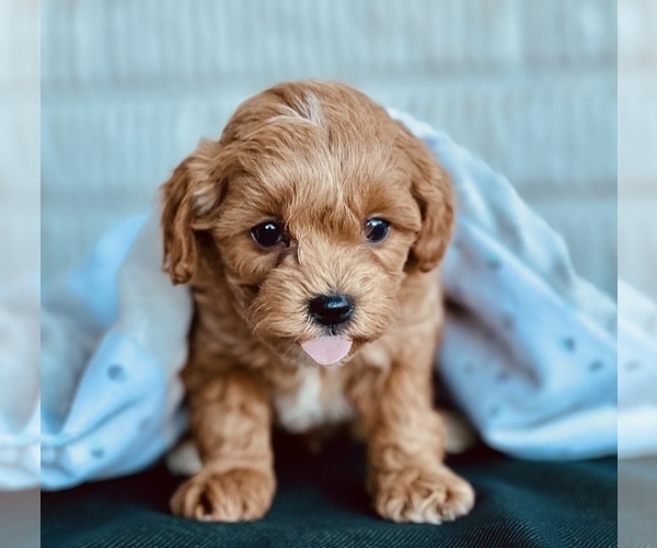 Medium Photo #2 Cavapoo (Standard) Puppy For Sale in DUNDEE, OH, USA
