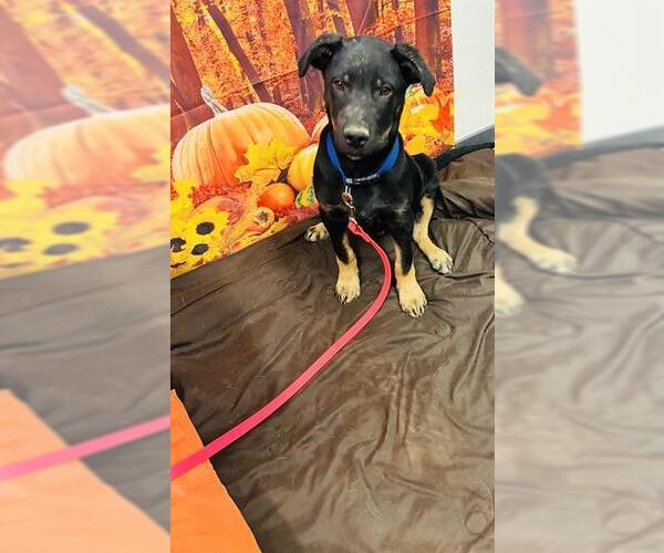 Medium Photo #1 Labrador Retriever-Unknown Mix Puppy For Sale in Globe, AZ, USA