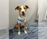 Small Photo #5 Shepradors Puppy For Sale in Corning, AR, USA