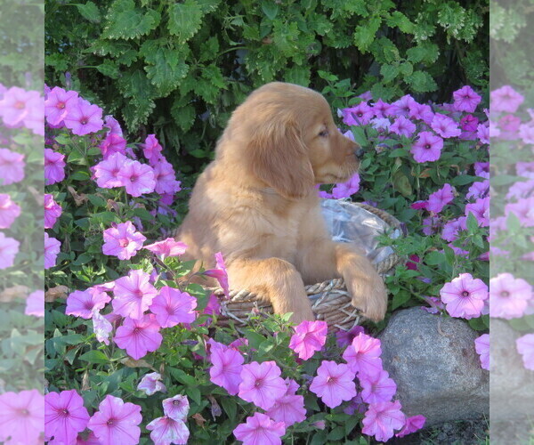 Medium Photo #9 Golden Retriever Puppy For Sale in THORP, WI, USA