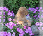 Small Photo #9 Golden Retriever Puppy For Sale in THORP, WI, USA