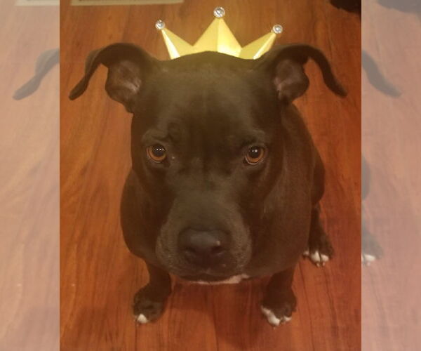 Medium Photo #2 American Pit Bull Terrier-Unknown Mix Puppy For Sale in Berkeley, CA, USA