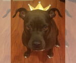 Small #1 American Pit Bull Terrier Mix