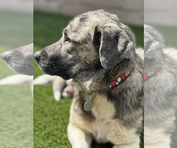 Medium Photo #4 Anatolian Shepherd-Labrador Retriever Mix Puppy For Sale in San Diego, CA, USA
