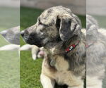 Small #3 Anatolian Shepherd-Labrador Retriever Mix