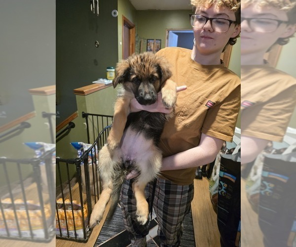 Medium Photo #4 German Shepherd Dog Puppy For Sale in LA FAYETTE, NY, USA