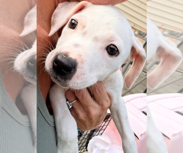 Medium Photo #2 Mutt Puppy For Sale in Stephens City, VA, USA