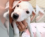 Small #1 Mutt