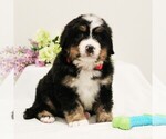 Small Photo #2 Bernese Mountain Dog Puppy For Sale in COATESVILLE, PA, USA