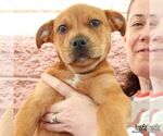 Small #5 Labrador Retriever Mix