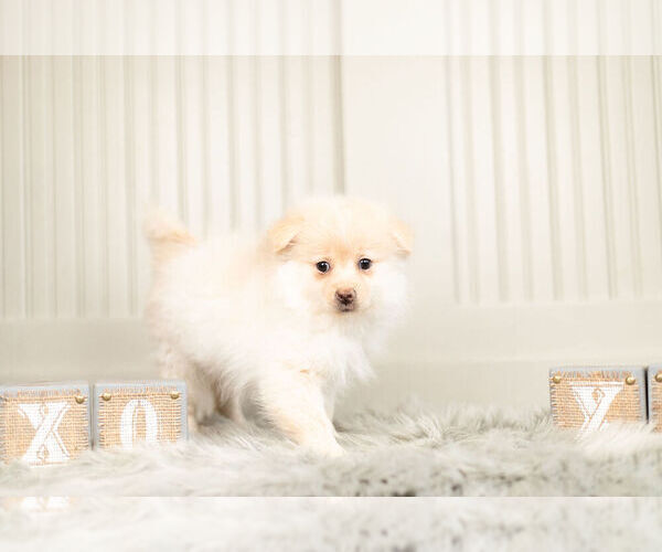 Medium Photo #7 Pomeranian Puppy For Sale in WARSAW, IN, USA