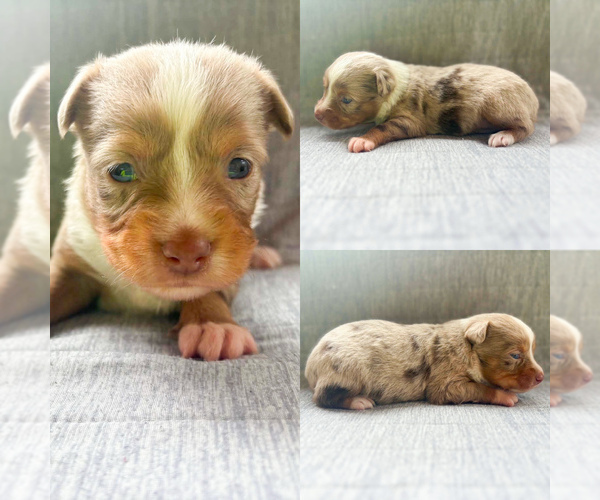 Medium Photo #3 Miniature Australian Shepherd Puppy For Sale in BROOKER, FL, USA