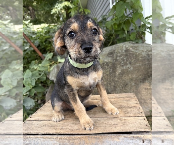 Medium Photo #2 Schnoodle (Miniature) Puppy For Sale in MIDDLEBURY, IN, USA
