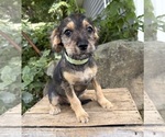 Small #1 Schnoodle (Miniature)