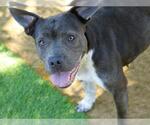 Small Photo #2 American Staffordshire Terrier-Unknown Mix Puppy For Sale in Tallahassee, FL, USA