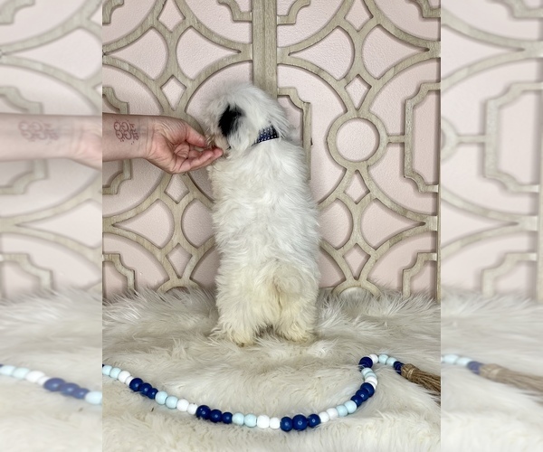Medium Photo #5 Shorkie Tzu Puppy For Sale in MORRIS CHAPEL, TN, USA
